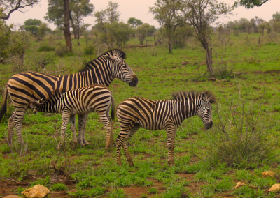 Botswana safari 2023